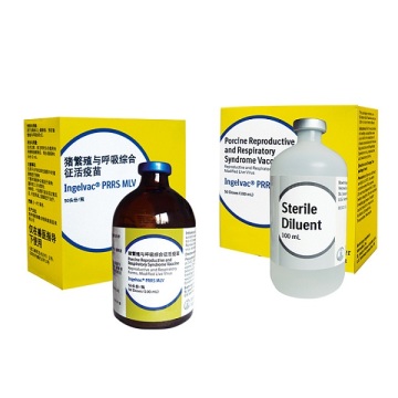 蓝耳病活疫苗（猪繁殖与呼吸综合征活疫苗）100头份（200ml）/瓶