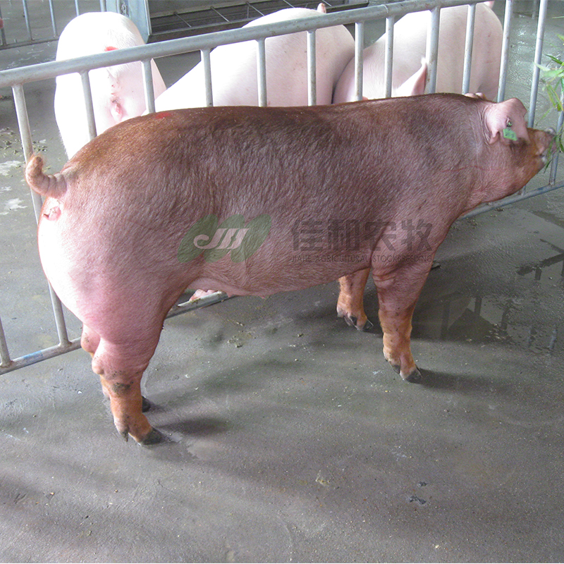 祖代级杜洛克母猪