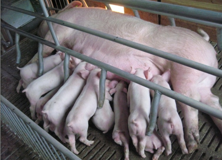 能繁母猪保险-中华保险